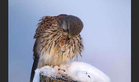 Turmfalke (Falco tinnunculus)