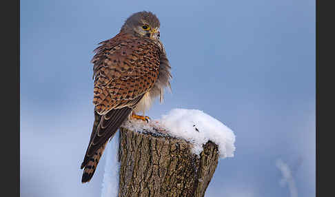 Turmfalke (Falco tinnunculus)