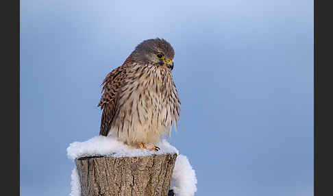 Turmfalke (Falco tinnunculus)