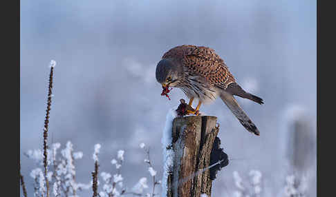 Turmfalke (Falco tinnunculus)