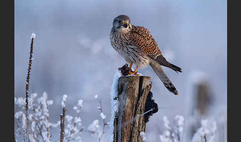 Turmfalke (Falco tinnunculus)