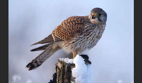 Turmfalke (Falco tinnunculus)