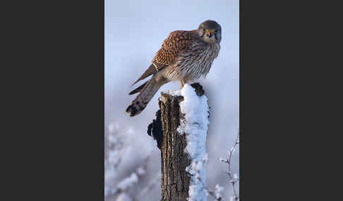 Turmfalke (Falco tinnunculus)