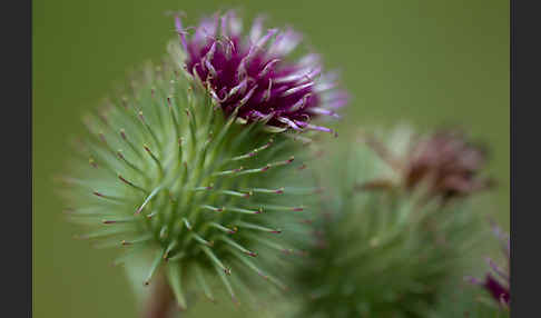 Große Klette (Arctium lappa)