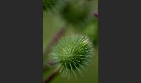 Große Klette (Arctium lappa)