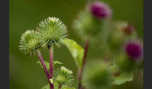 Große Klette (Arctium lappa)