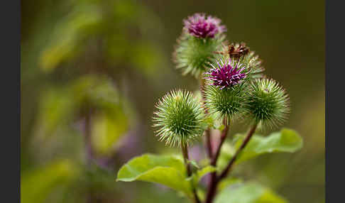 Große Klette (Arctium lappa)