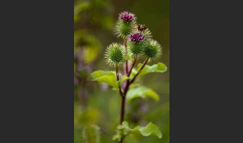 Große Klette (Arctium lappa)