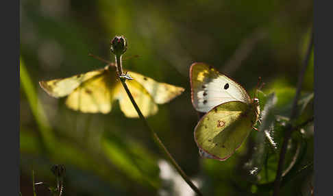 Goldene Acht (Colias hyale)