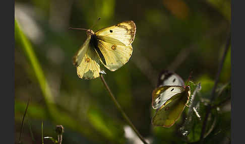 Goldene Acht (Colias hyale)