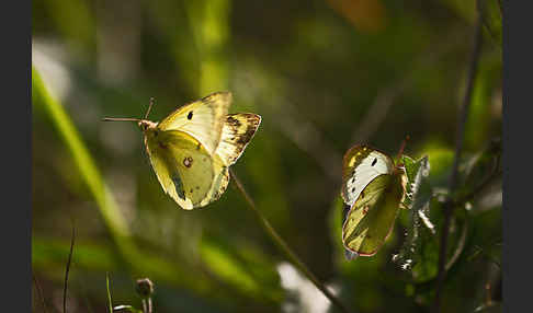 Goldene Acht (Colias hyale)