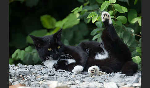 Hauskatze (Felis silvestris forma catus)