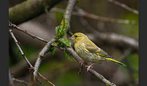 Grünfink (Carduelis chloris)