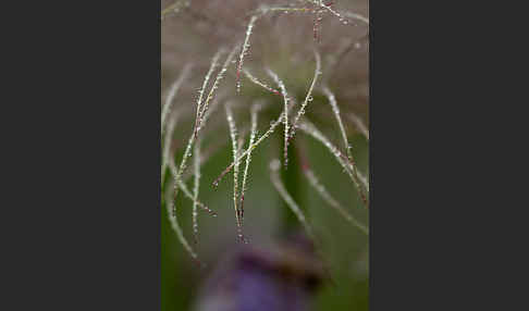 Gemeine Kuhschelle (Pulsatilla vulgaris)