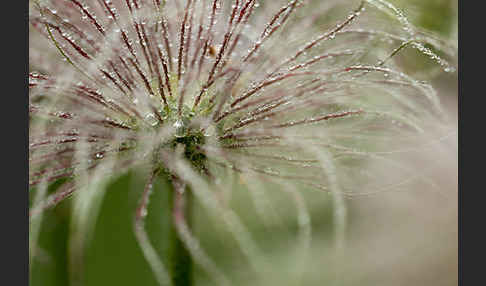 Gemeine Kuhschelle (Pulsatilla vulgaris)
