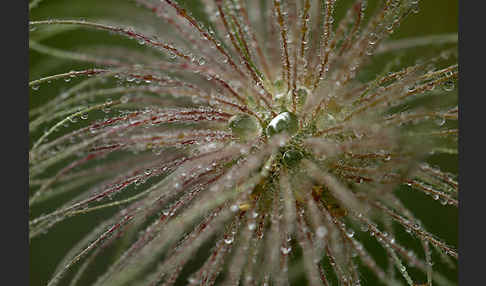 Gemeine Kuhschelle (Pulsatilla vulgaris)