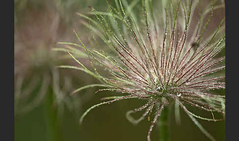 Gemeine Kuhschelle (Pulsatilla vulgaris)