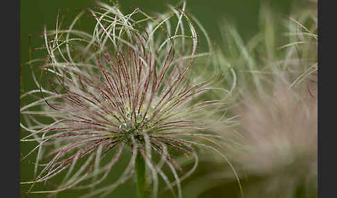 Gemeine Kuhschelle (Pulsatilla vulgaris)