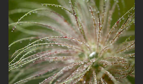 Gemeine Kuhschelle (Pulsatilla vulgaris)