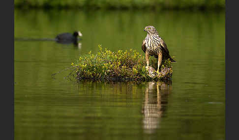 Habicht (Accipiter gentilis)