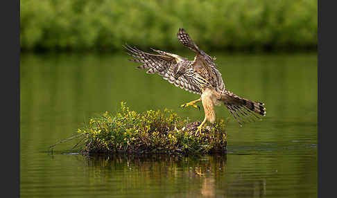 Habicht (Accipiter gentilis)