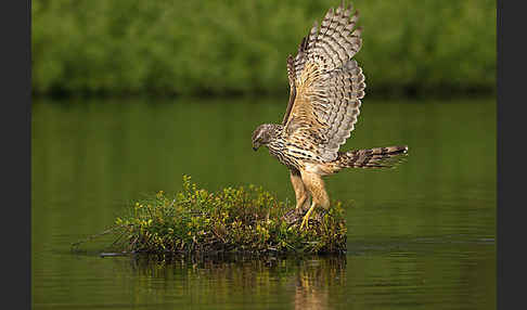 Habicht (Accipiter gentilis)