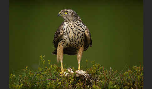 Habicht (Accipiter gentilis)