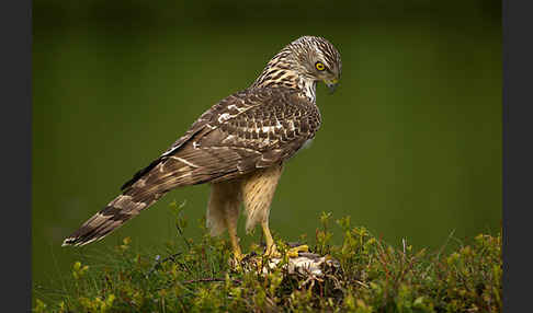 Habicht (Accipiter gentilis)