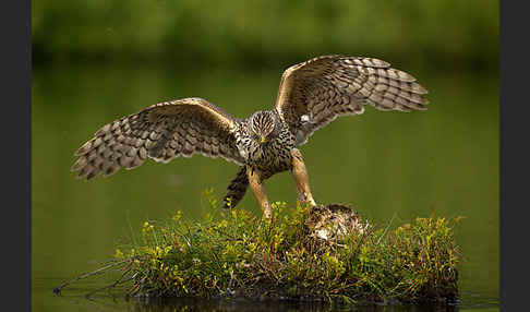 Habicht (Accipiter gentilis)