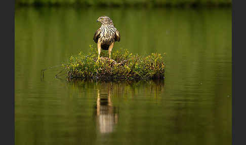 Habicht (Accipiter gentilis)