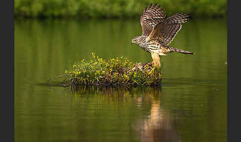 Habicht (Accipiter gentilis)