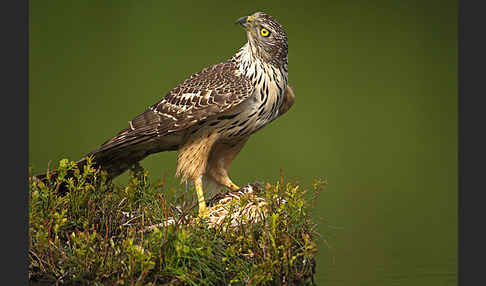 Habicht (Accipiter gentilis)