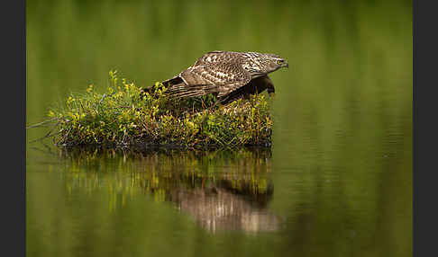 Habicht (Accipiter gentilis)