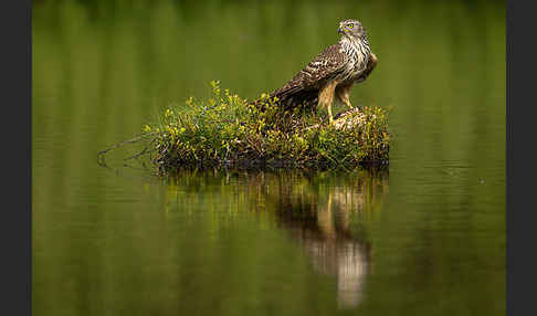 Habicht (Accipiter gentilis)