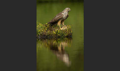 Habicht (Accipiter gentilis)