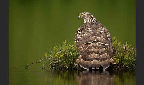 Habicht (Accipiter gentilis)