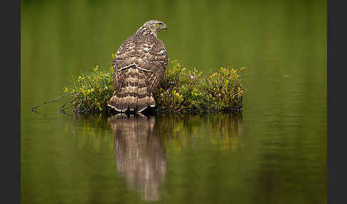 Habicht (Accipiter gentilis)