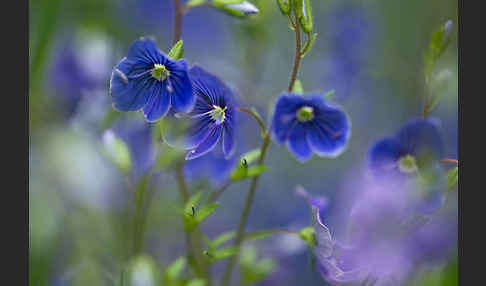 Gamander-Ehrenpreis (Veronica chamaedrys)