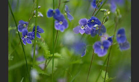 Gamander-Ehrenpreis (Veronica chamaedrys)