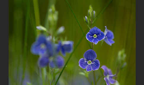 Gamander-Ehrenpreis (Veronica chamaedrys)