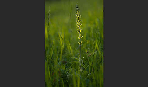 Großes Zweiblatt (Listera ovata)