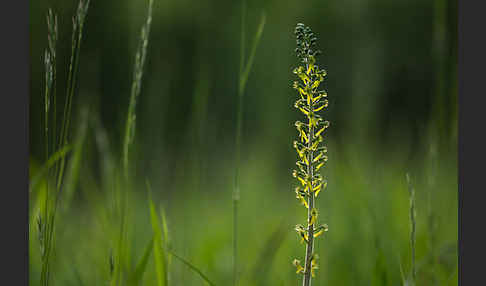 Großes Zweiblatt (Listera ovata)