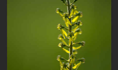 Großes Zweiblatt (Listera ovata)