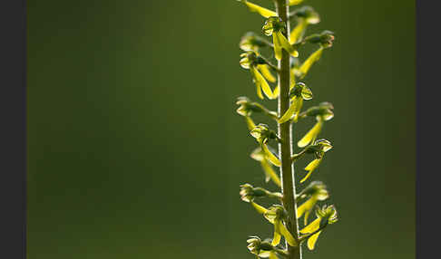 Großes Zweiblatt (Listera ovata)