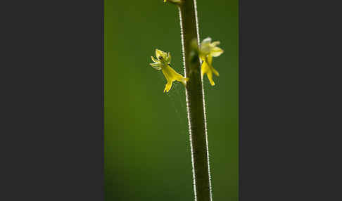 Großes Zweiblatt (Listera ovata)