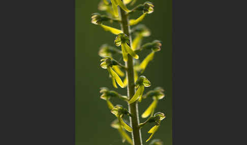 Großes Zweiblatt (Listera ovata)