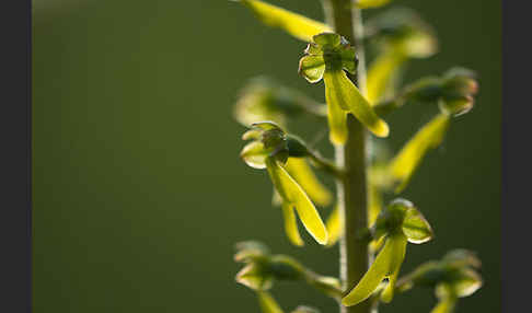 Großes Zweiblatt (Listera ovata)