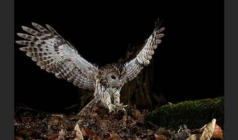 Waldkauz (Strix aluco)