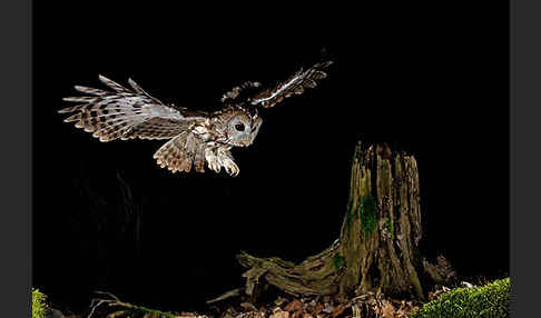 Waldkauz (Strix aluco)