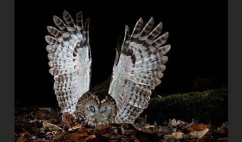 Waldkauz (Strix aluco)